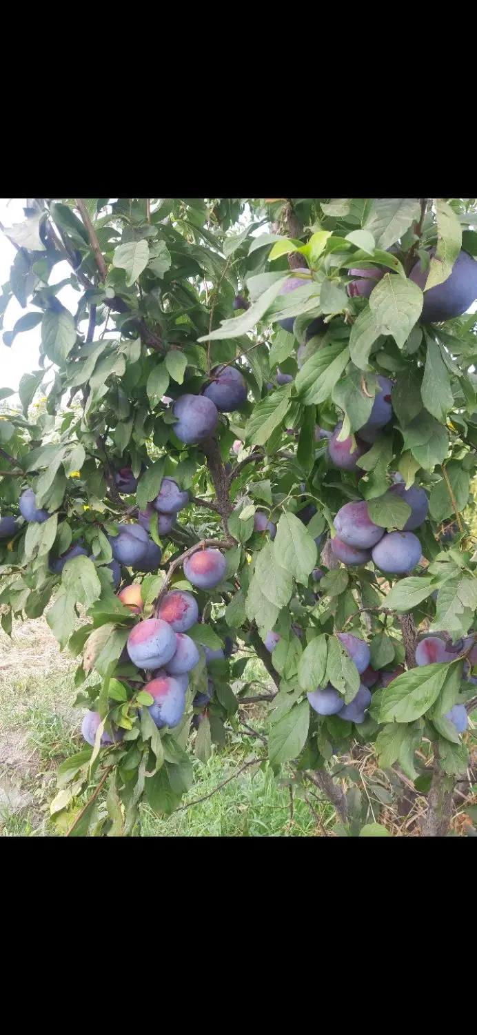 باغچه الو درجاده شهید کلانتری روستای گزنق