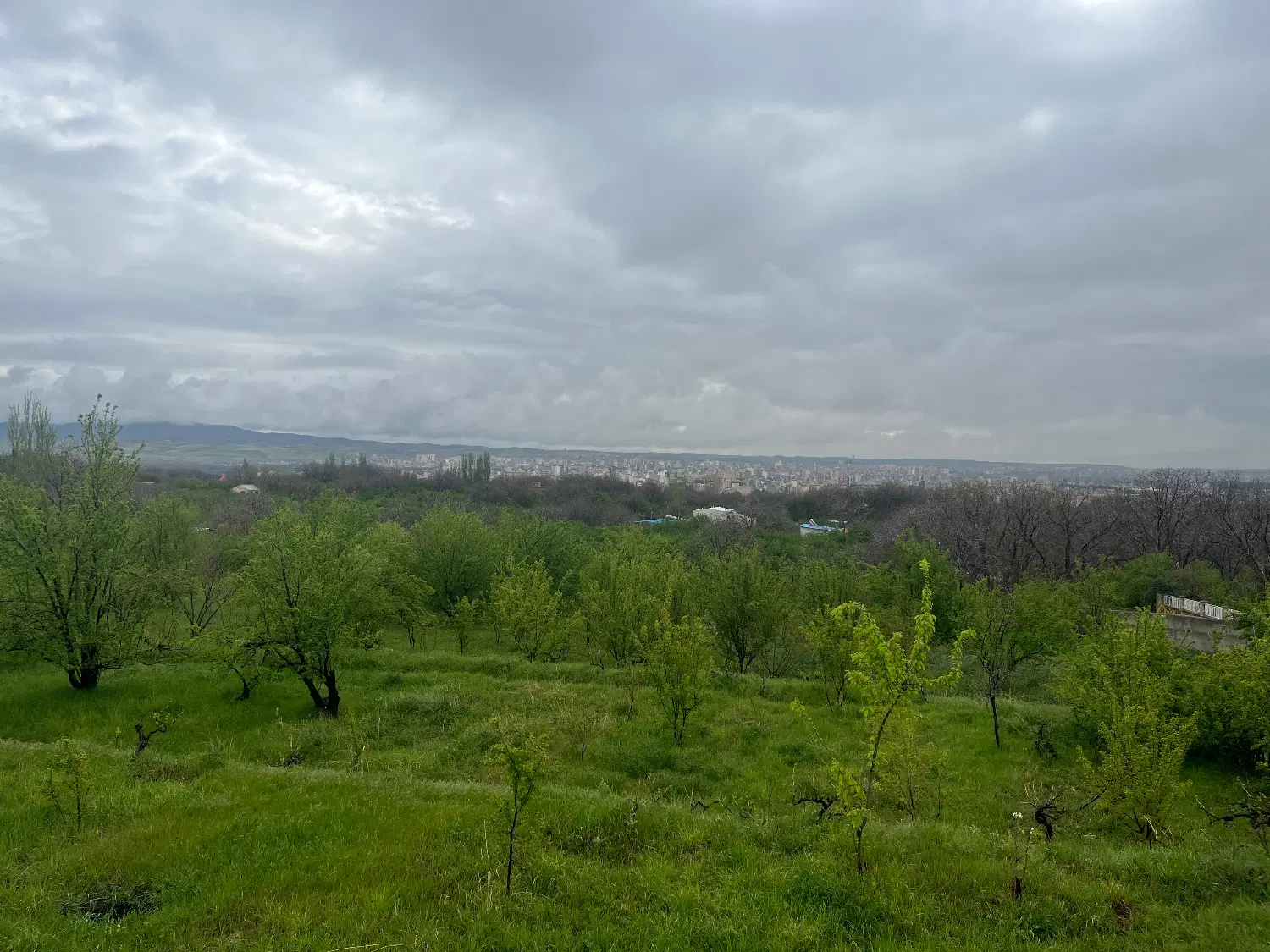 باغ خیابان دارایی مراغه