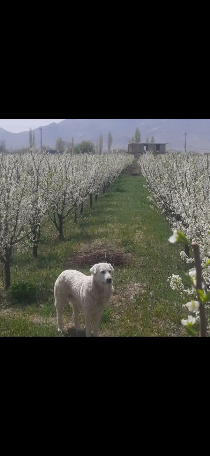 باغچه الو درجاده شهید کلانتری روستای گزنق